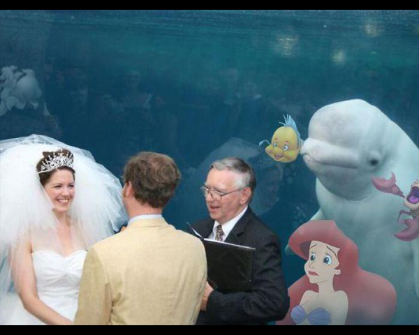 Memes de la boda con una beluga colada